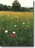 Message from David Bellany, President of Plantlife